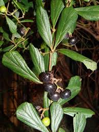 Image result for Rhoicissus digitata