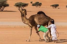 12 camels were disqualified from a beauty contest after. With 3 New Saudi Mers Cases Study Notes Antibodies In Pakistan Camel Workers Cidrap