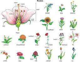 The stem of the flower can grow up to 3 metres tall, with a flower head that can be 30 cm wide. Nama Bunga Dalam Bahasa Inggris Dan Artinya