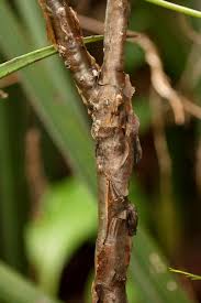 Image result for Euphorbia espinosa