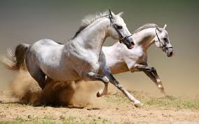 Free download new latest hd white horse superb 4k wallpaper wallpaper under horse animals category for high quality and high definition wide screen computer, pc and laptop desktop background photos, images and pictures. Large White Horse 4k Wallpaper Horses White Horses Horse Wallpaper