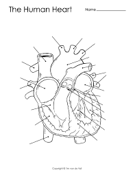 Human Heart Diagram Unlabeled Tim S Printables Heart Diagram Heart Printable Human Heart Diagram