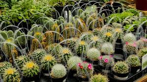 Check spelling or type a new query. Cactus Nursery Phoenix Cave Creek Desert Foothills Gardens