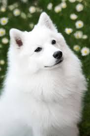 Beautiful Japanese Spitz Dog Photo Japanese Spitz Dog Spitz Dogs Japanese Spitz