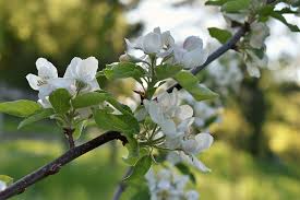 As the tree matures, move the watering area away from the trunk and further out where the ends of the branches are. Apple Tree Branch Free Photo On Pixabay