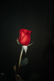 See more ideas about black rose, black aesthetic, dark aesthetic. Red Black Rose Pictures Download Free Images On Unsplash