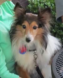 Tiny Lady Look At The Adorable Face Available From Houston Sheltie Sanctuary Shetland Sheepdog Shetland Sheepdog Puppies Sheepdog