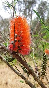 Image result for Melaleuca lateritia