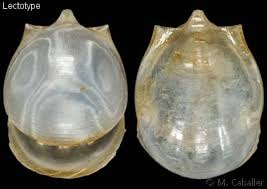 Image result for Isoglossa vulcanicola