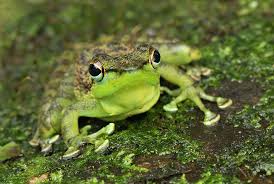 Black And Yellow Spotted Frog Black Spotted Rock Frog Danum Valley Conservation Area Sabah Danum Valley Conservation Area Frog Frog And Toad