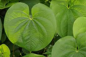 Garden vines and climbers, plants to cover trellises and arbors. Identifying Climbing Vines Lovetoknow