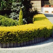 Maybe you would like to learn more about one of these? Taxus Cuspidata Aurescens Cis Japonski Aurescens