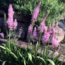 Image result for Scilla