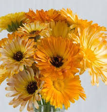 Amazon Com Herb Calendula Deja Vu D1454a Multi Color 50 Organic Seeds By David S Garden Seeds Flowering Flower Identification Garden Seeds Organic Seeds
