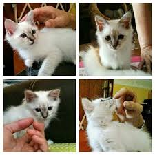 Pin On Berlioz Mon Sacre De Birmanie Blue Tabby Point