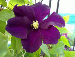 Maybe you would like to learn more about one of these? Clematis Warsaw Nike Taylors Clematis