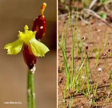 Image result for Xyris capensis