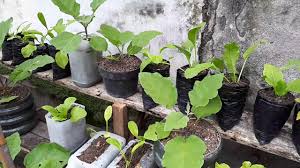 Selain itu, banyaknya void, dimensi bukaan yang lebar, dan adanya keinginan memiliki kebun produktif di rumah dengan lahan terbatas, bisa diwujudkan dengan konsep urban farming. Luwuk Kompo Kebun Mini Di Halaman Depan Rumah Youtube