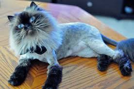 Himalayan, breed of domestic cat with the colouring of the siamese and the build and coat of the longhair, or persian. Pin On My Belongs To C A T S