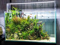 The iwagumi aquascape style values simplicity, peace, and beauty. Nano Planted Tank Nature Style Layout Design Aquarien Grune Zimmer Aquarium Ideen