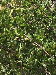 Image result for Afrocanthium mundianum