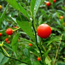 Image result for Solanum sp.no.2