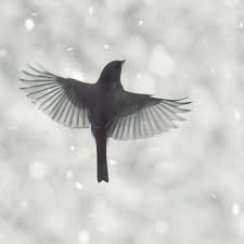Black And White Birds In Pa Dios Te Lleva De Un Sentimeinto A Otro Y Te Ensena Por Medio De Los Opuestos Es Por Eso Que Tienes Dos Alas Pa Pajaros Volando Aves Volando Tatuajes De Aves