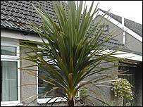 Bbc Lancashire Nature Ask The Gardener Cordylines