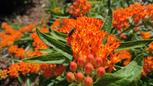 Image result for Asclepias aurea