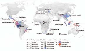 Image result for Agelanthus deltae