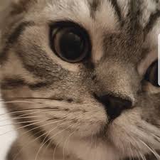 Passi Ben Passi British Shorthair Instagram Posts Videos Stories On Somegram Com Somegram Demek Ayni Veterinere Gidiyorlarmis Kedi Kedisahiplendi Kedi Cats Veterinerler
