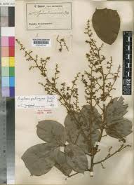 Image result for Agelaea pentagyna