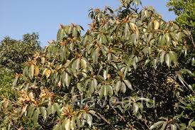 Image result for Actinodaphne