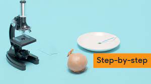 Cell staining is a technique that can be used to better visualize cells and cell components under a microscope. How To Observe Cells Under A Microscope Bbc Bitesize