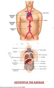 Maybe you would like to learn more about one of these? Anatomia Fysiologia 1 Kykloforiko Systhma Anatomia Ths Kardias Pdf Dwrean Lhpsh