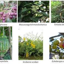 Image result for Thomandersia hensii