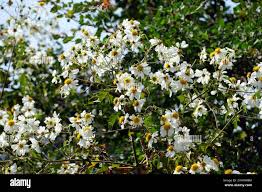 Image result for Montanoa bipinnatifida