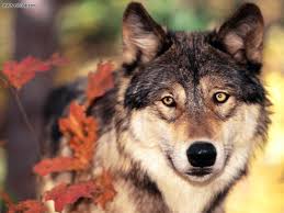 Animal Spirit Guide Meaning And Interpretation The Wolf Wolf Spirit Animal Animal Spirit Guide Animal Spirit Guides