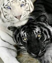 Black Tiger Or White Tiger Pet Tiger Black Tigers White Tiger