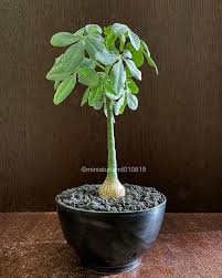 Image result for Adenia gummifera