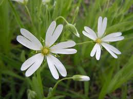 Image result for Stellaria