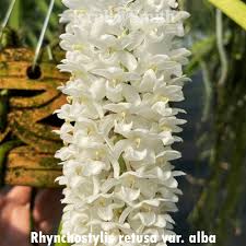 Image result for Rhynchosia albissima