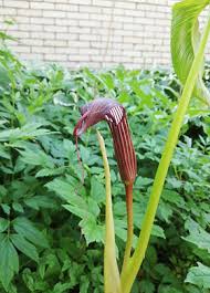 Image result for Arisaema