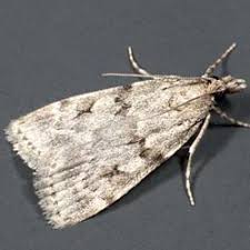 Image result for Scoparia subfusca