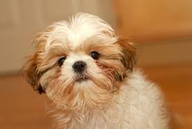 Often this cough is not productive, and does not produce any mucus or fluid, outside of some minor phlegm or blood. Coughing In Dogs Mspca Angell