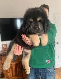 169 Best Tibetan Mastiff Images On Pholder Aww Pics And Dogpictures