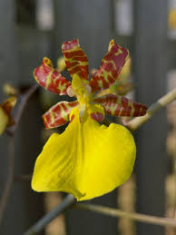 Image result for Polystachya holmesiana