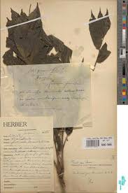 Image result for Antrocaryon nannanii