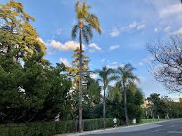 Image result for Syagrus romanzoffiana