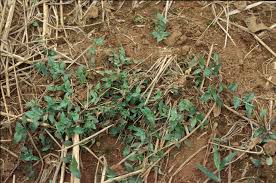 Image result for Panicum brevifolium